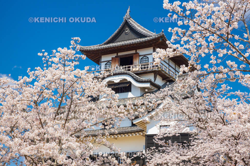 愛知県　犬山城　桜と天守