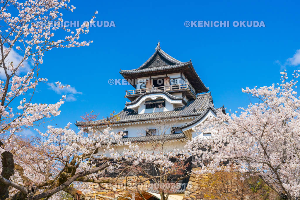 愛知県　犬山城　桜と天守