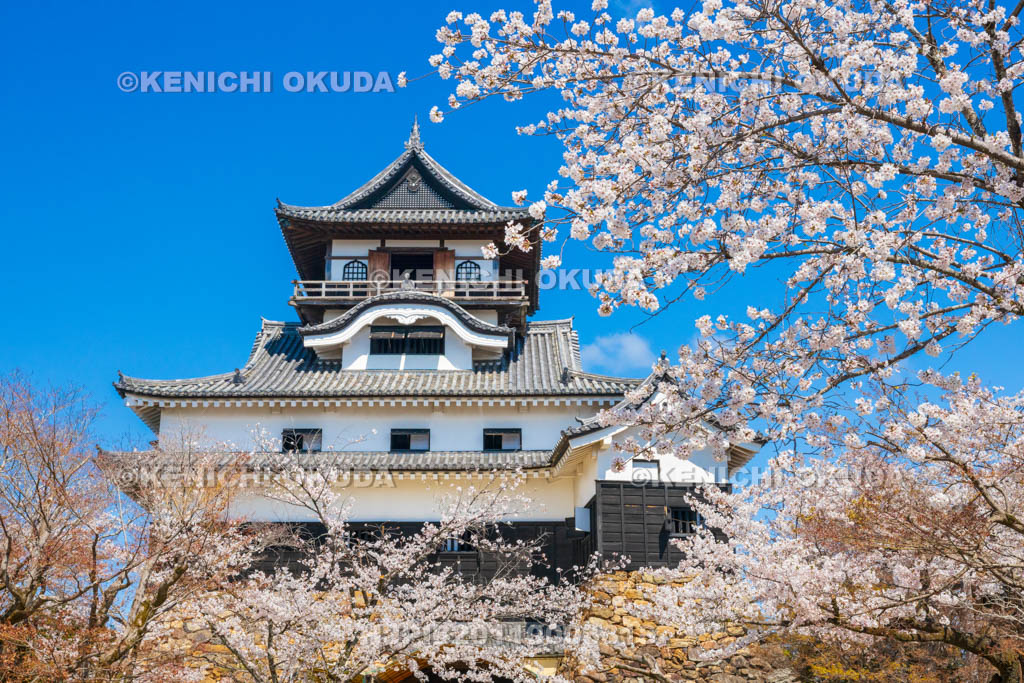愛知県　犬山城　桜と天守