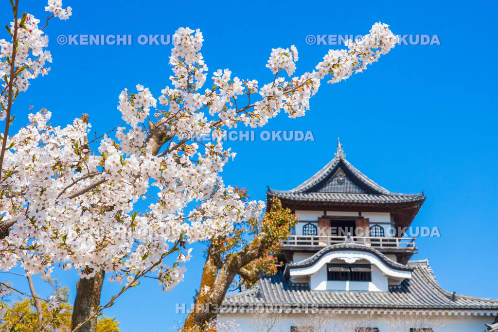 愛知県　犬山城　桜と天守