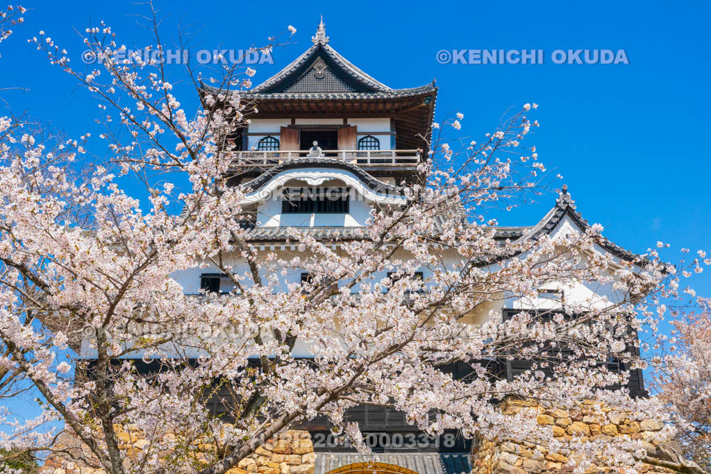 愛知県　犬山城　桜と天守