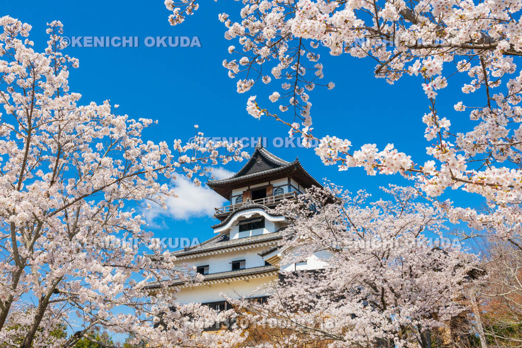 愛知県　犬山城　桜と天守