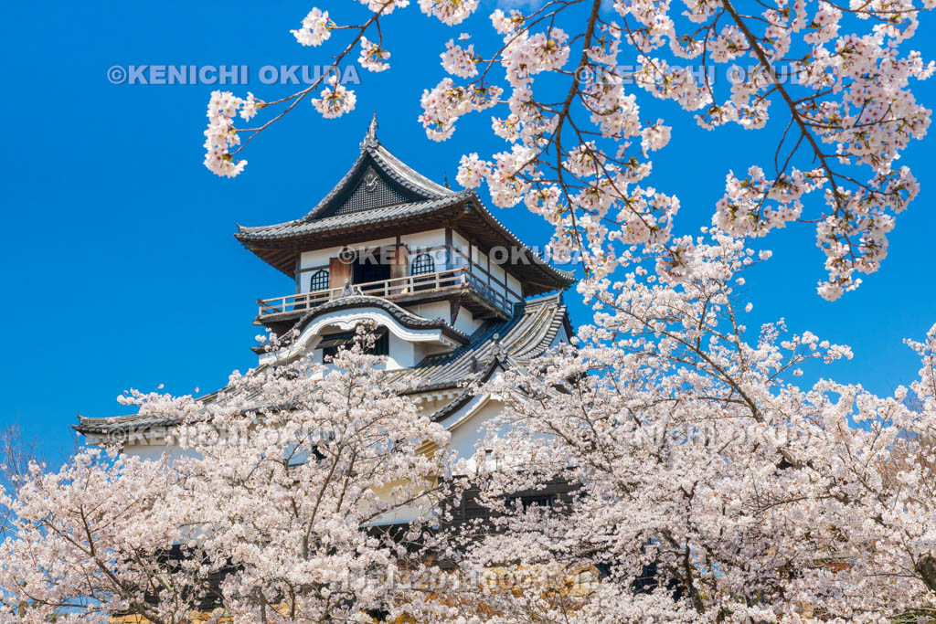 愛知県　犬山城　桜と天守