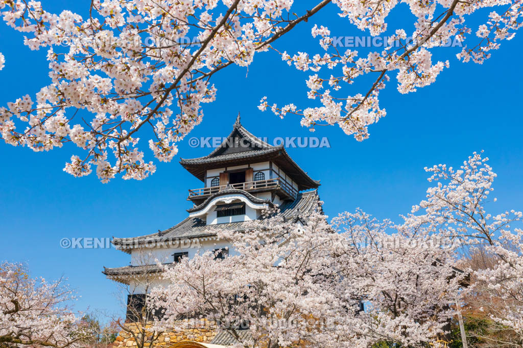 愛知県　犬山城　桜と天守