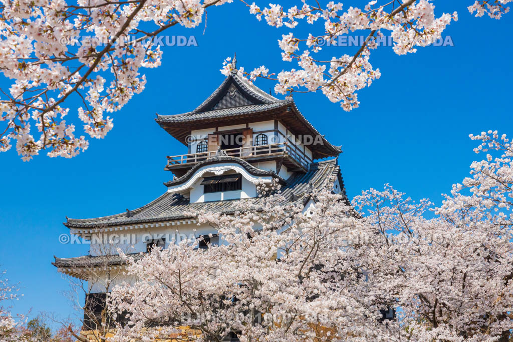 愛知県　犬山城　桜と天守