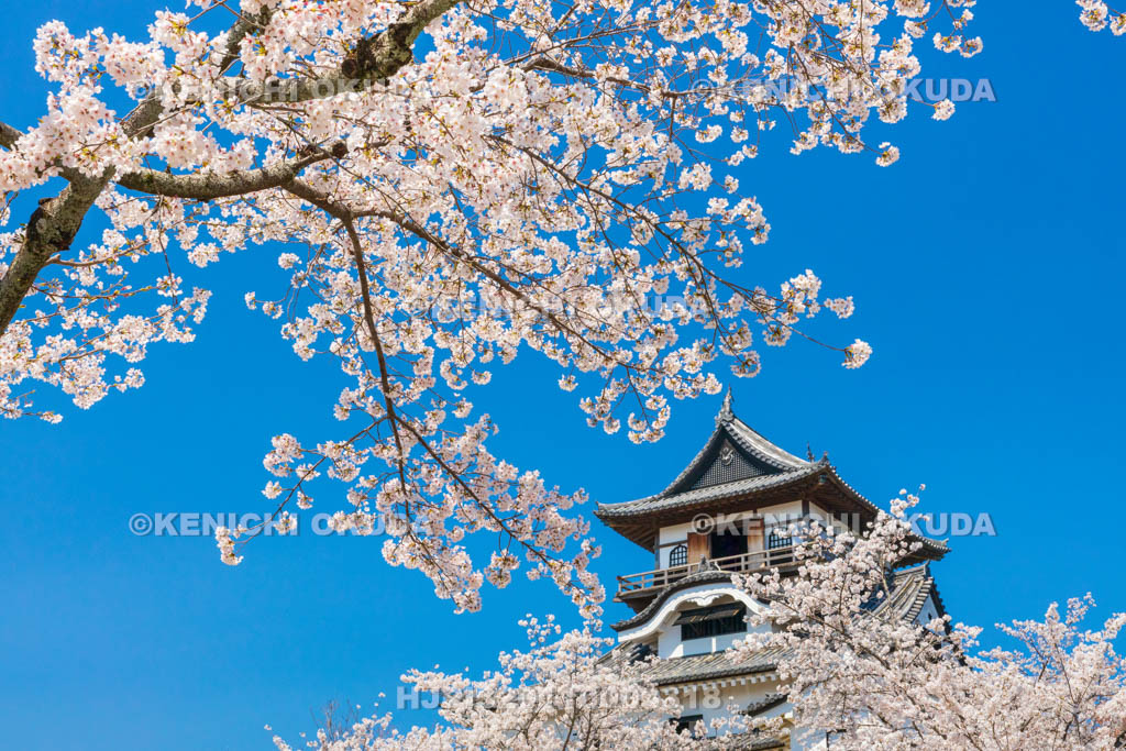 愛知県　犬山城　桜と天守