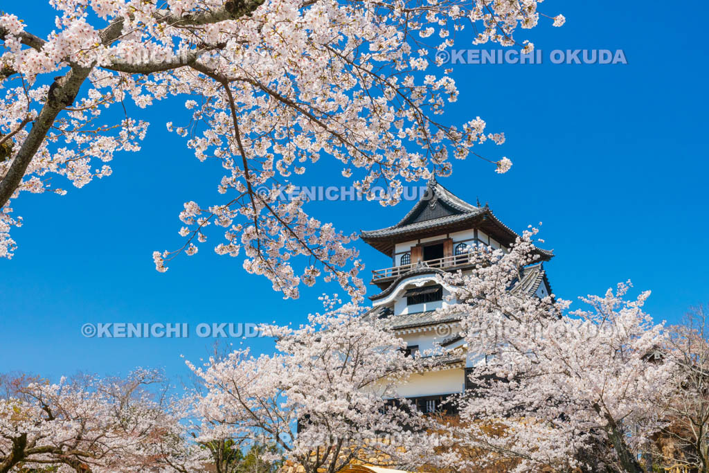 愛知県　犬山城　桜と天守