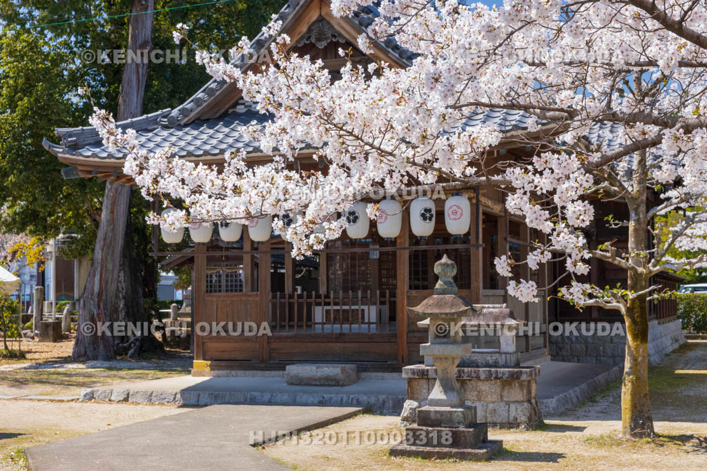 愛知県　犬山神社　桜と拝殿