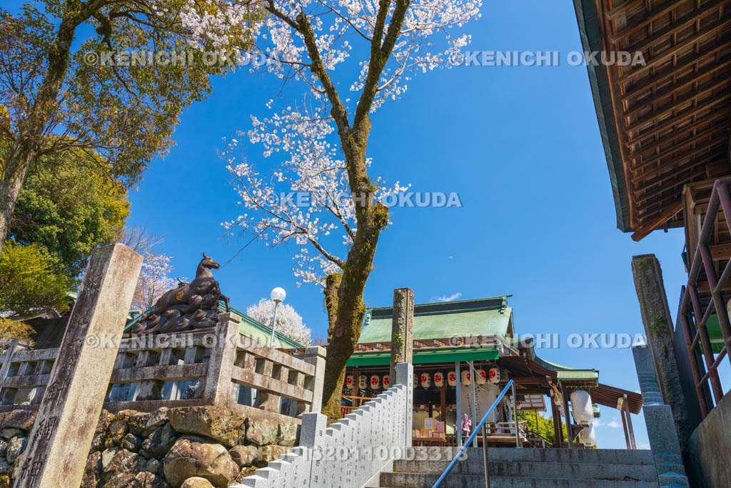 愛知県　春の針綱神社　拝殿付近
