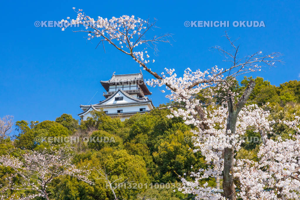 愛知県　犬山城　桜と天守