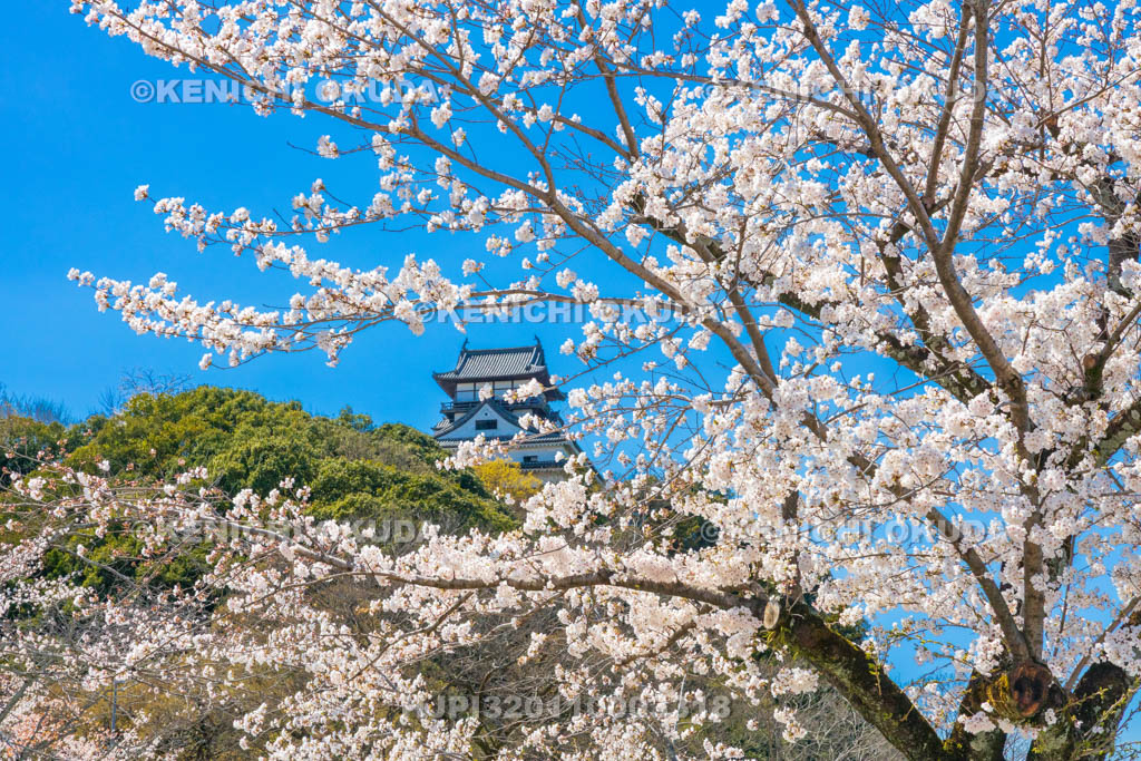 愛知県　犬山城　桜と天守