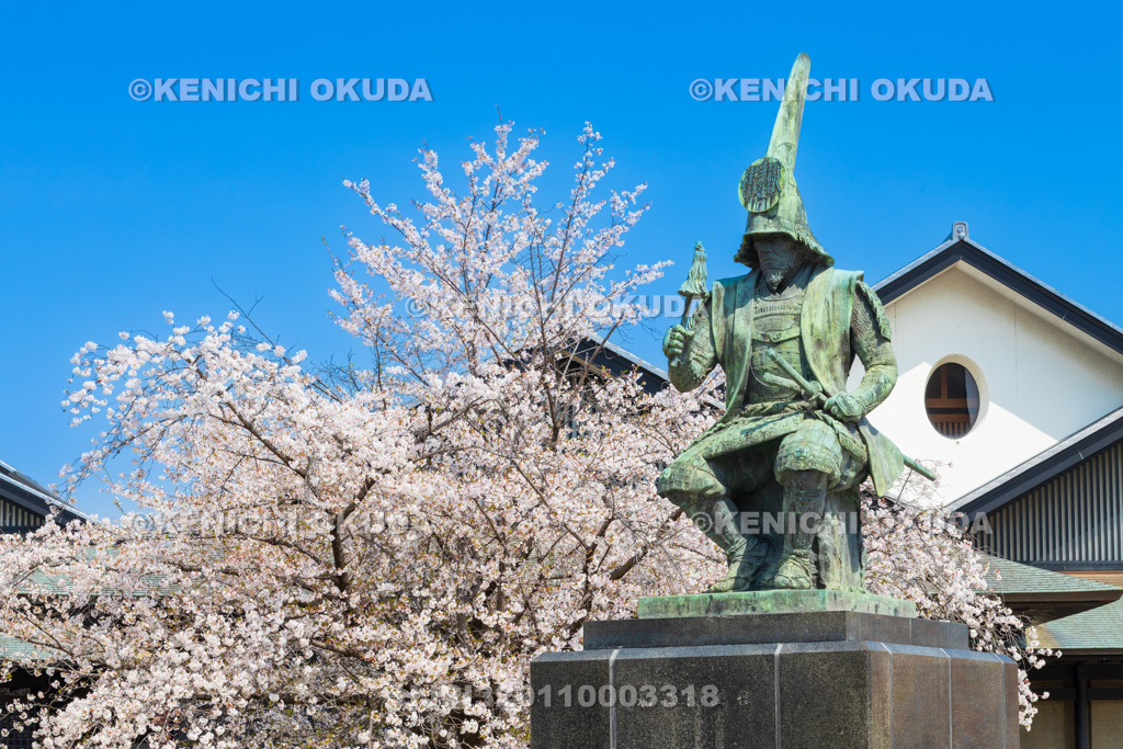 愛知県　名古屋城　三之丸　桜と加藤清正像