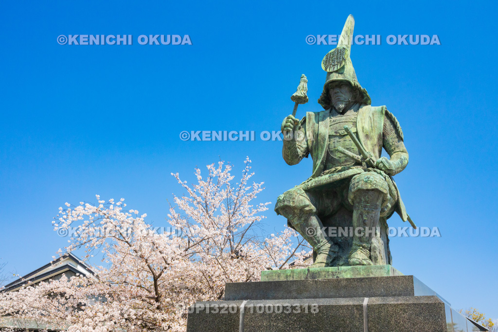 愛知県　名古屋城　三之丸　桜と加藤清正像