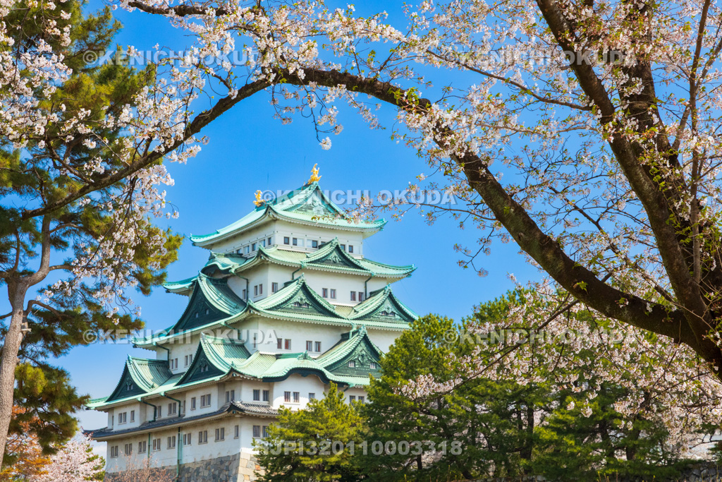 愛知県　名古屋城　桜と天守