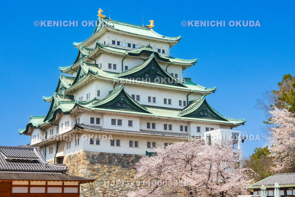 愛知県　名古屋城　桜と天守