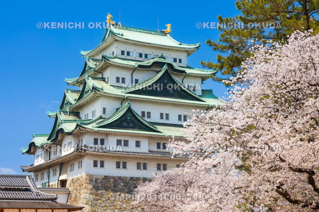 愛知県　名古屋城　桜と天守