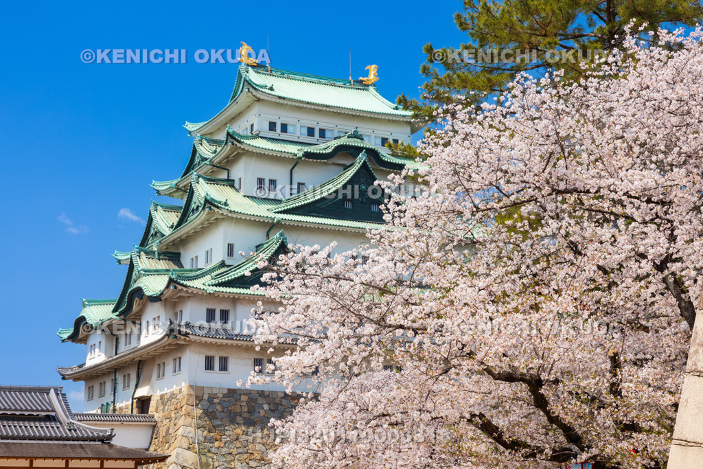 愛知県　名古屋城　桜と天守