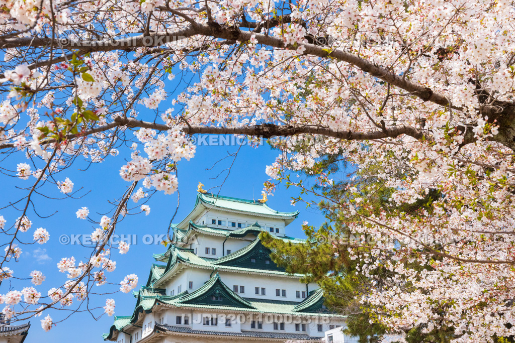 愛知県　名古屋城　桜と天守