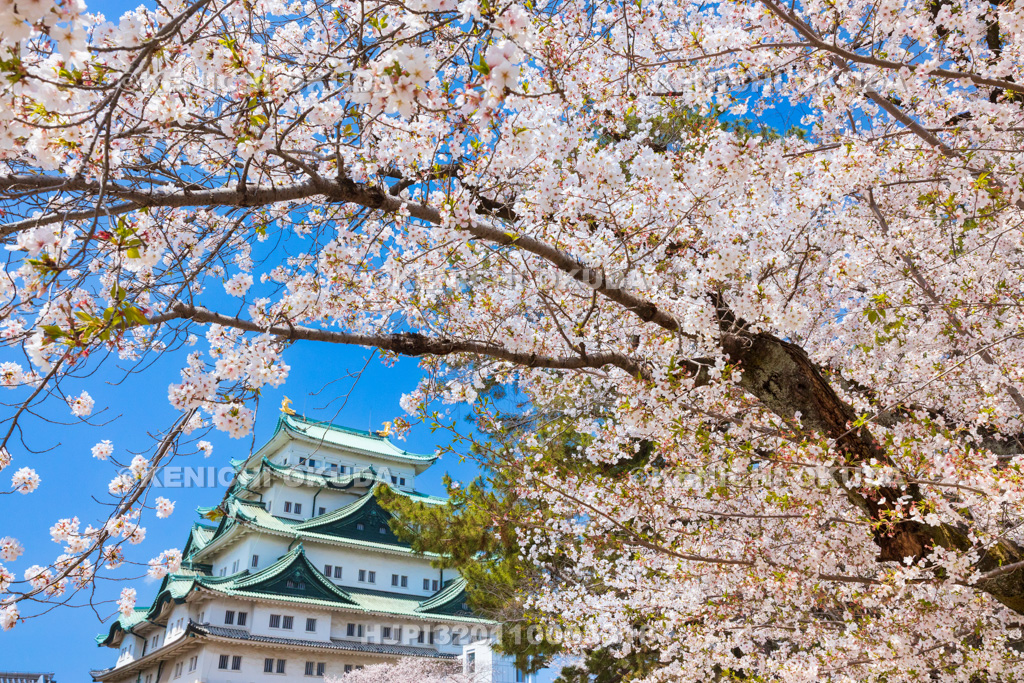 愛知県　名古屋城　桜と天守