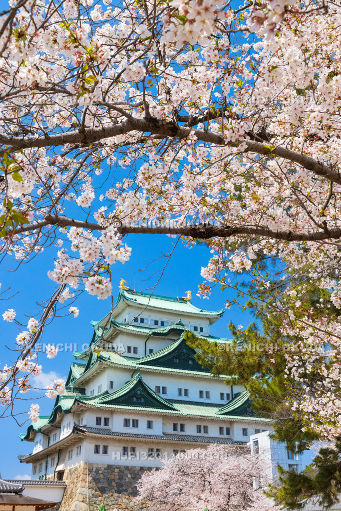 愛知県　名古屋城　桜と天守