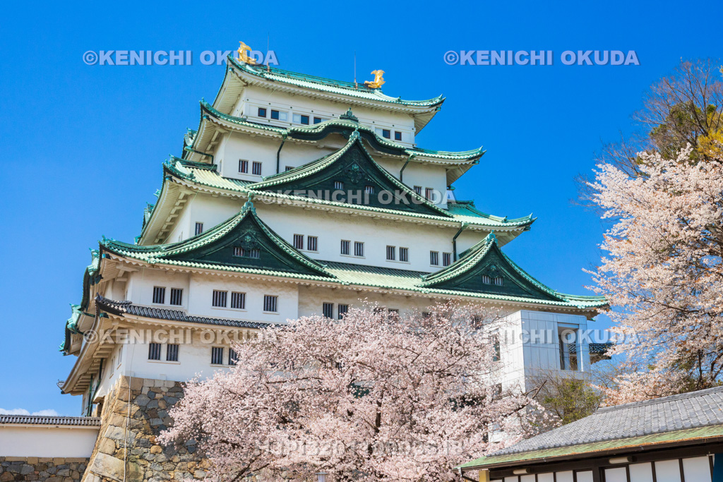 愛知県　名古屋城　桜と天守