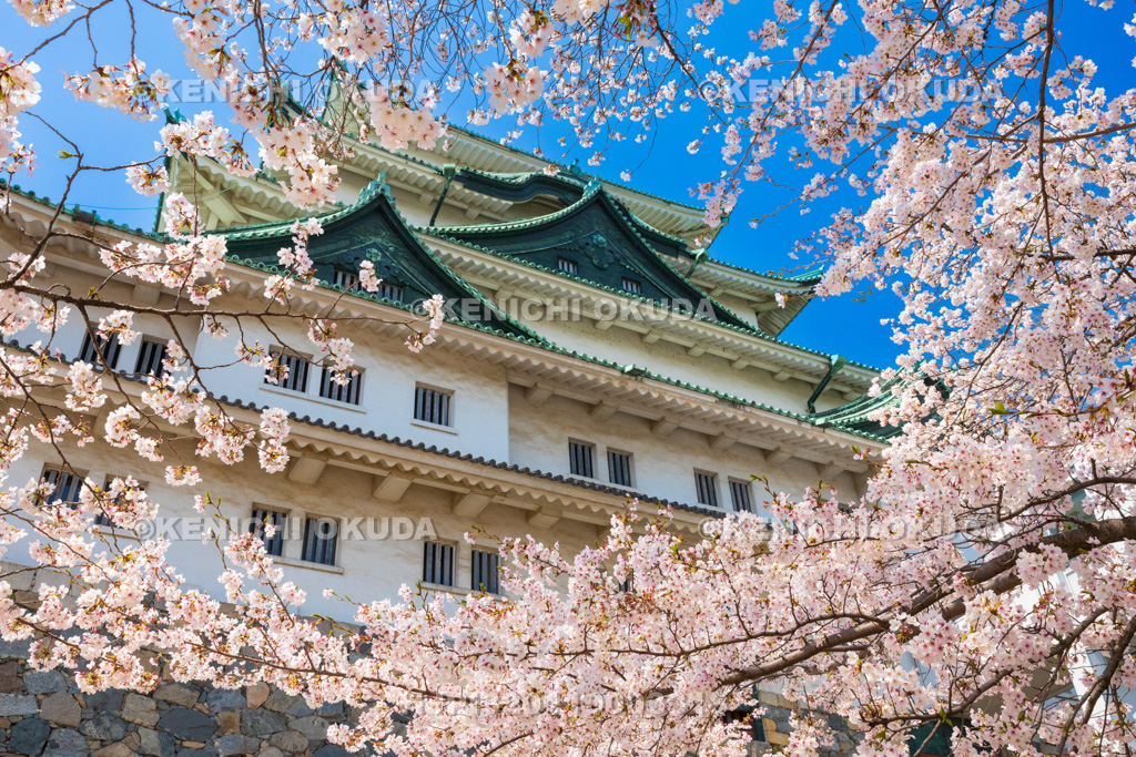 愛知県　名古屋城　桜と天守