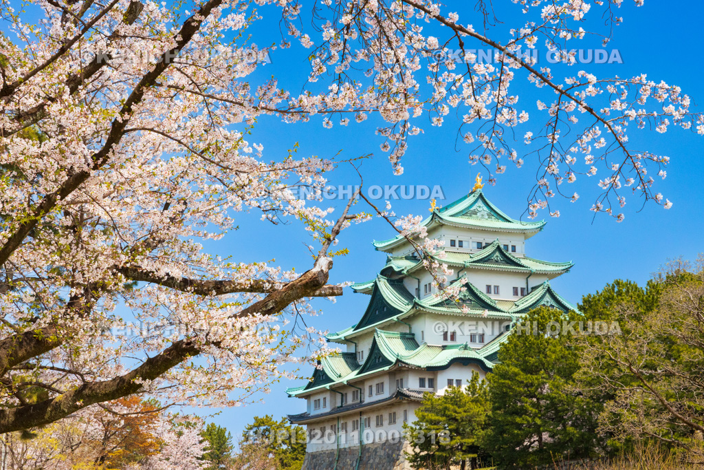 愛知県　名古屋城　桜と天守