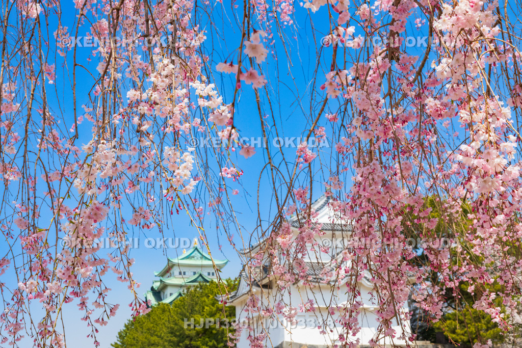 愛知県 名古屋城 しだれ桜と西南隅櫓(本丸未申隅櫓)