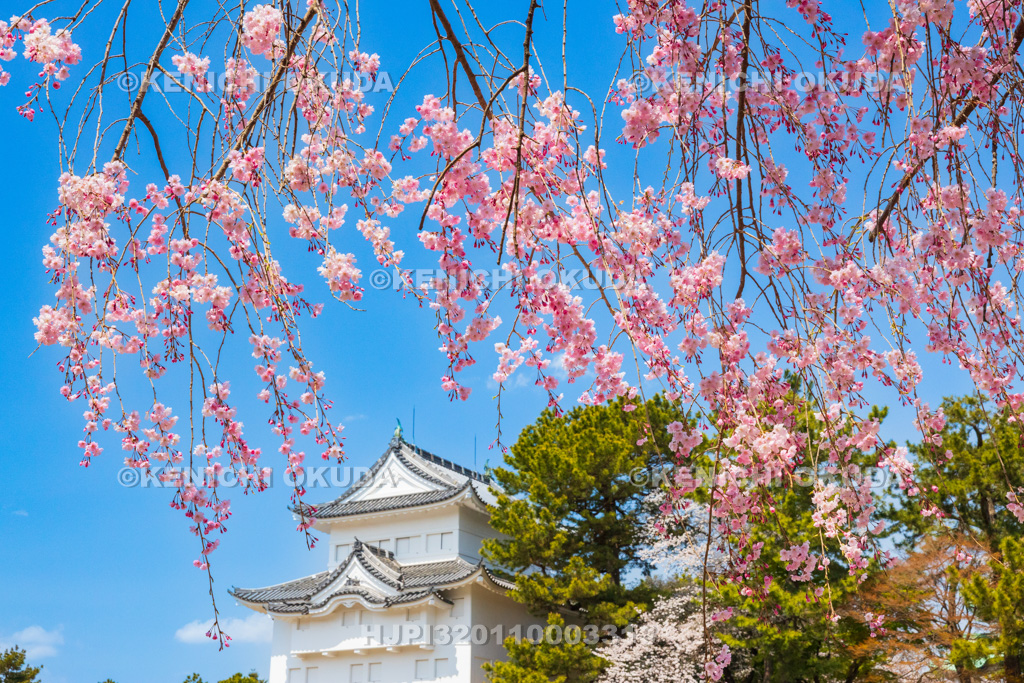 愛知県 名古屋城 しだれ桜と西南隅櫓(本丸未申隅櫓)