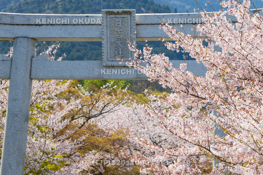 滋賀県 日吉大社 桜と一の鳥居