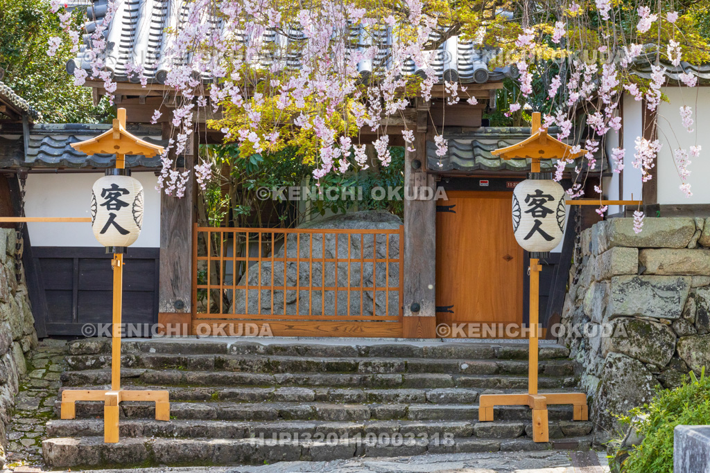 滋賀県　金蔵院　桜と山門
