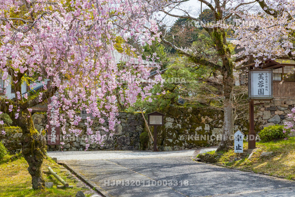 滋賀県　桜と芙蓉園本館(旧白毫院)　入口付近