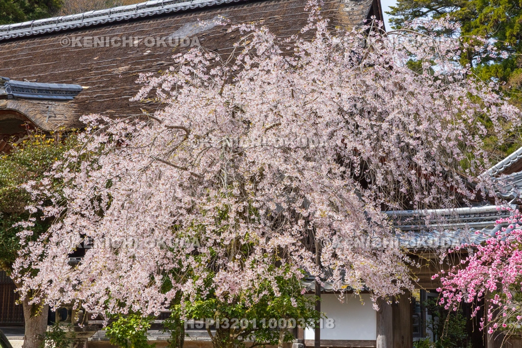 滋賀県　求法寺　しだれ桜と元三大師堂