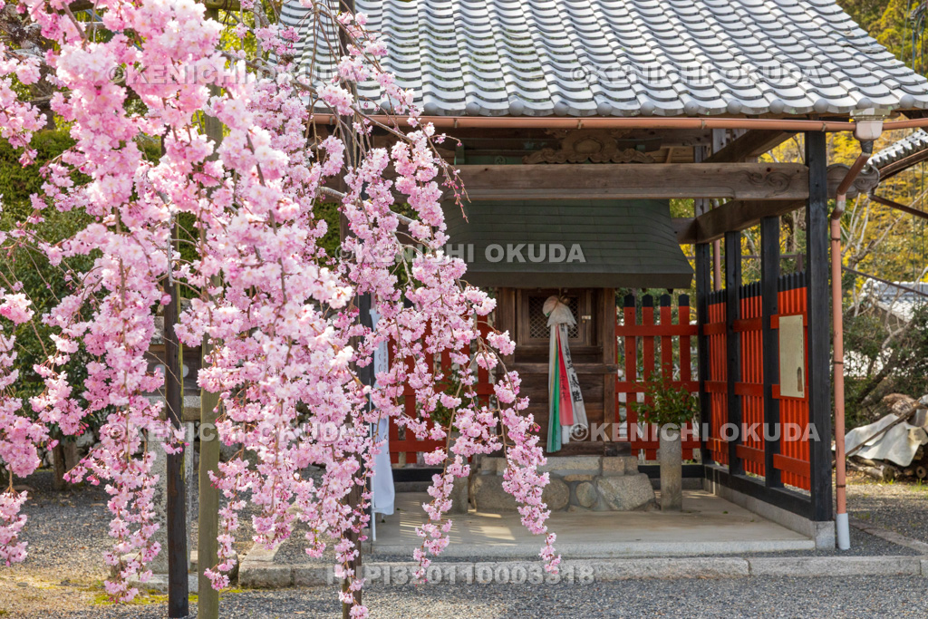 滋賀県　日吉大社　しだれ桜と産屋神社