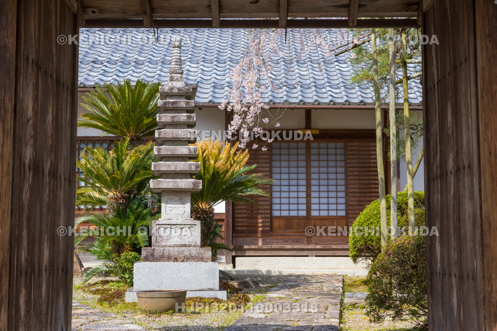滋賀県　西教寺　桜と徳乗坊