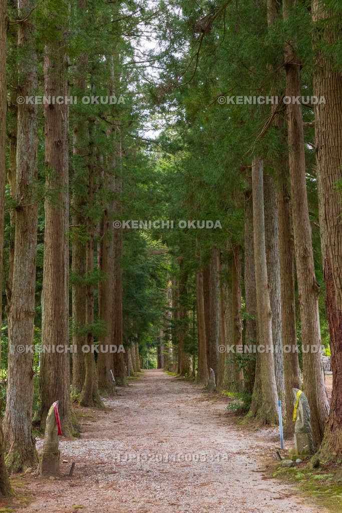富山県　立山寺　栂（とが）並木