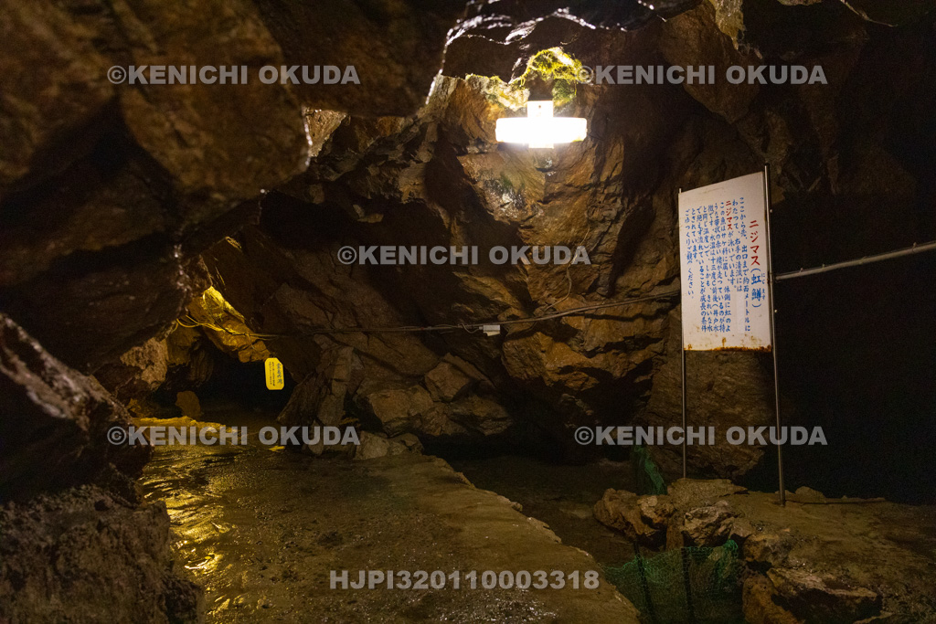 岐阜県　関ケ原鍾乳洞　ニジマスの群れ付近