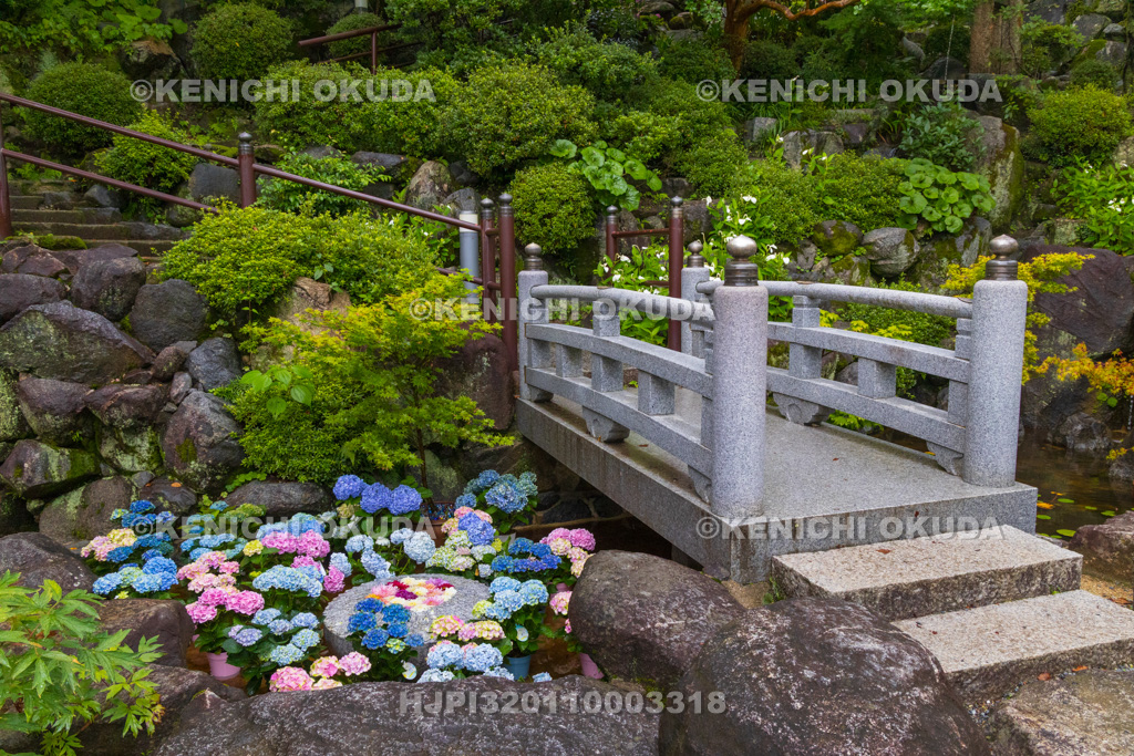 奈良県　大和観音あぢさゐ回廊　岡寺　華の池