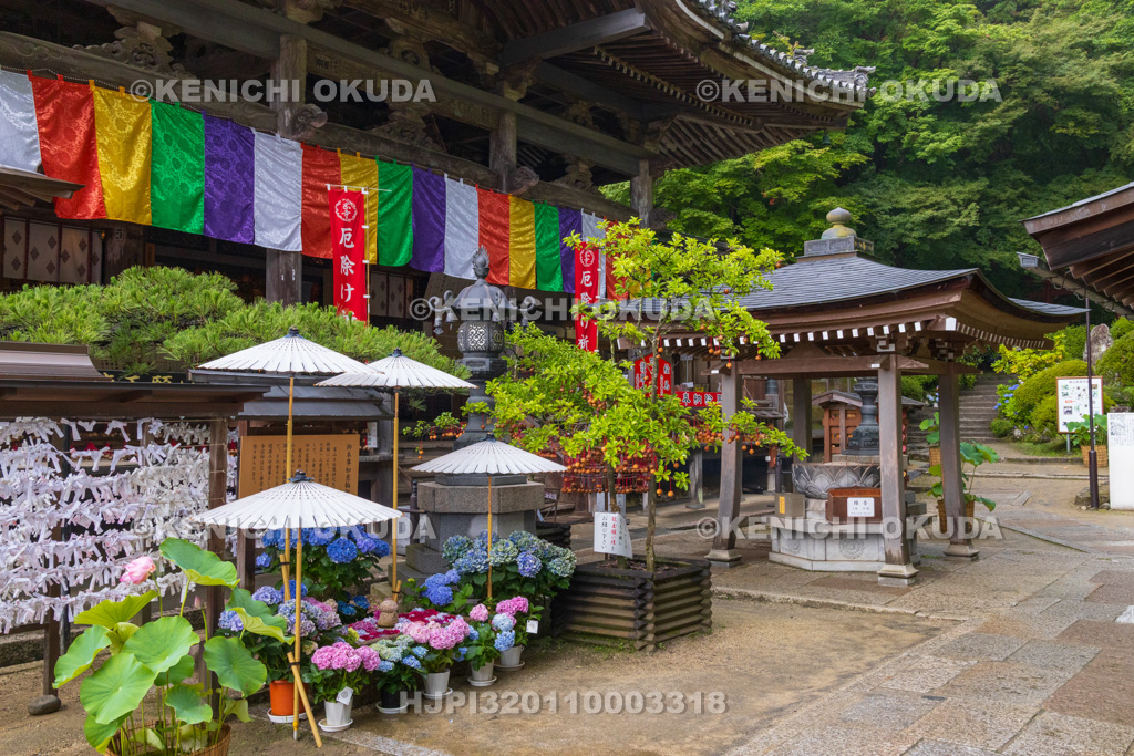 奈良県 大和観音あぢさゐ回廊 岡寺 本堂