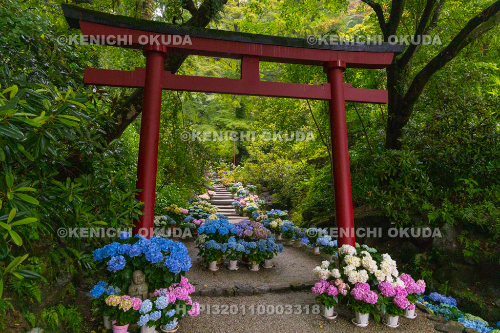 奈良県 大和観音あぢさゐ回廊 岡寺 奥の院参道