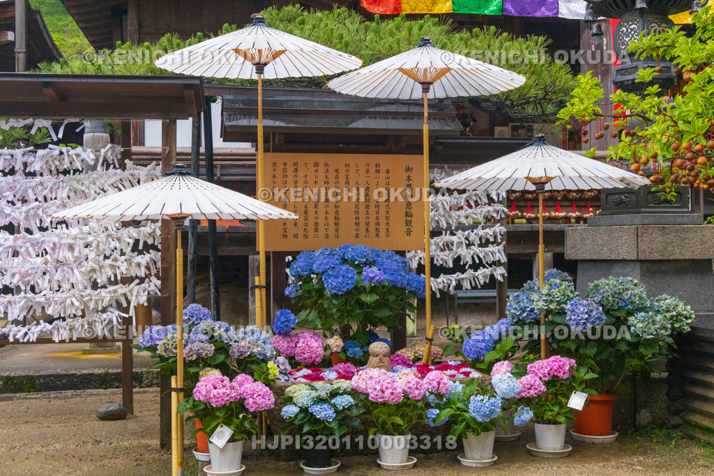 奈良県 大和観音あぢさゐ回廊 岡寺
