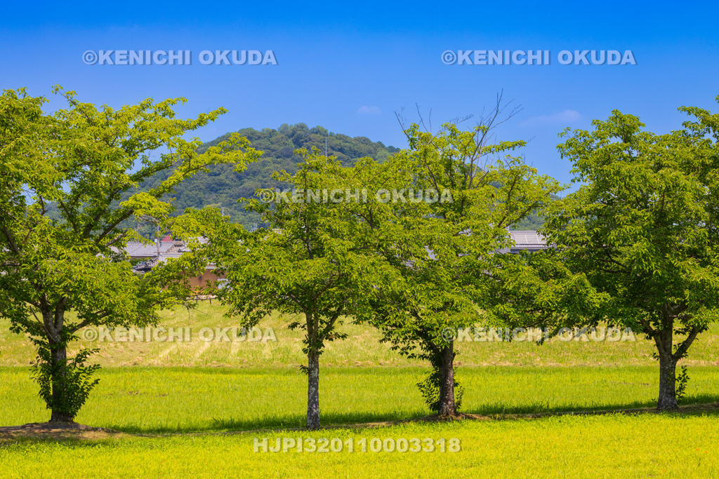 奈良県　藤原宮跡から望む耳成山