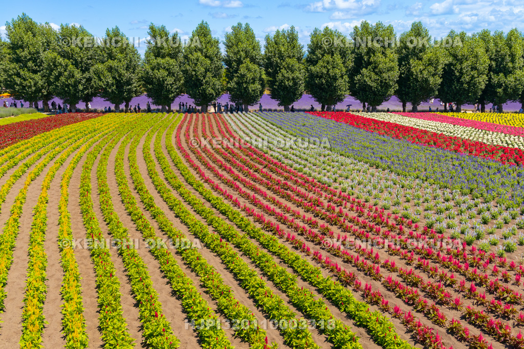 北海道　ファーム富田　花人の畑