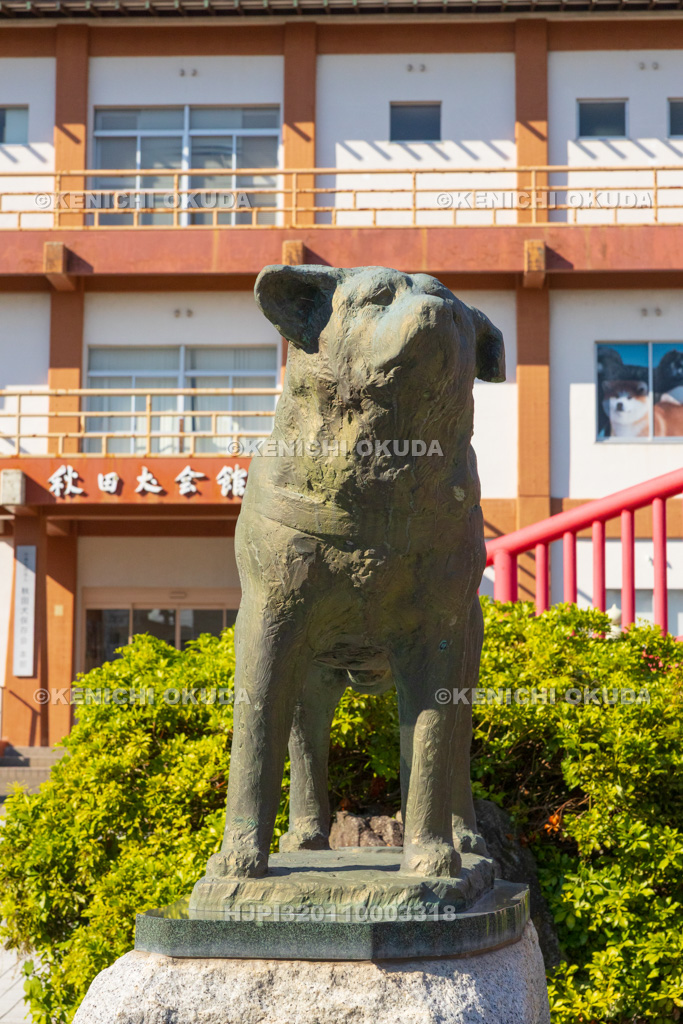 秋田県　秋田犬会館　望郷のハチ公像
