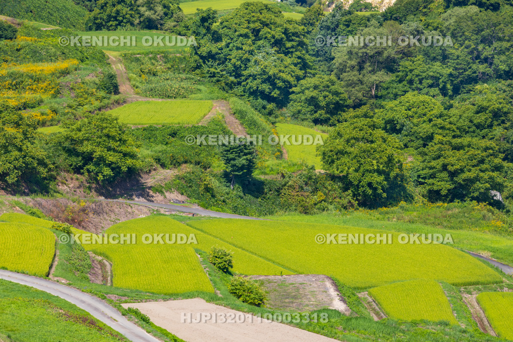 山形県　四ヶ村の棚田