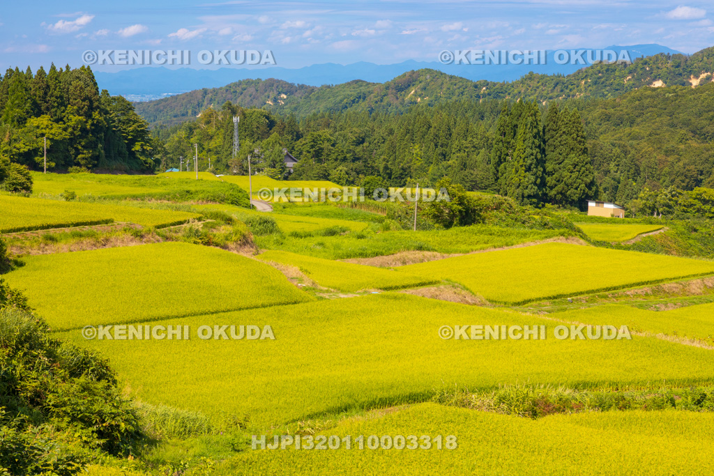 山形県　四ヶ村の棚田