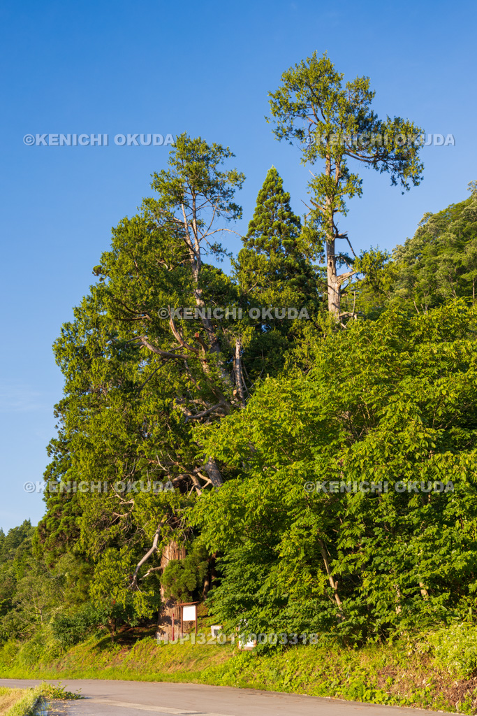 山形県 岩神大権現スギ 岩神大権現のクロベ