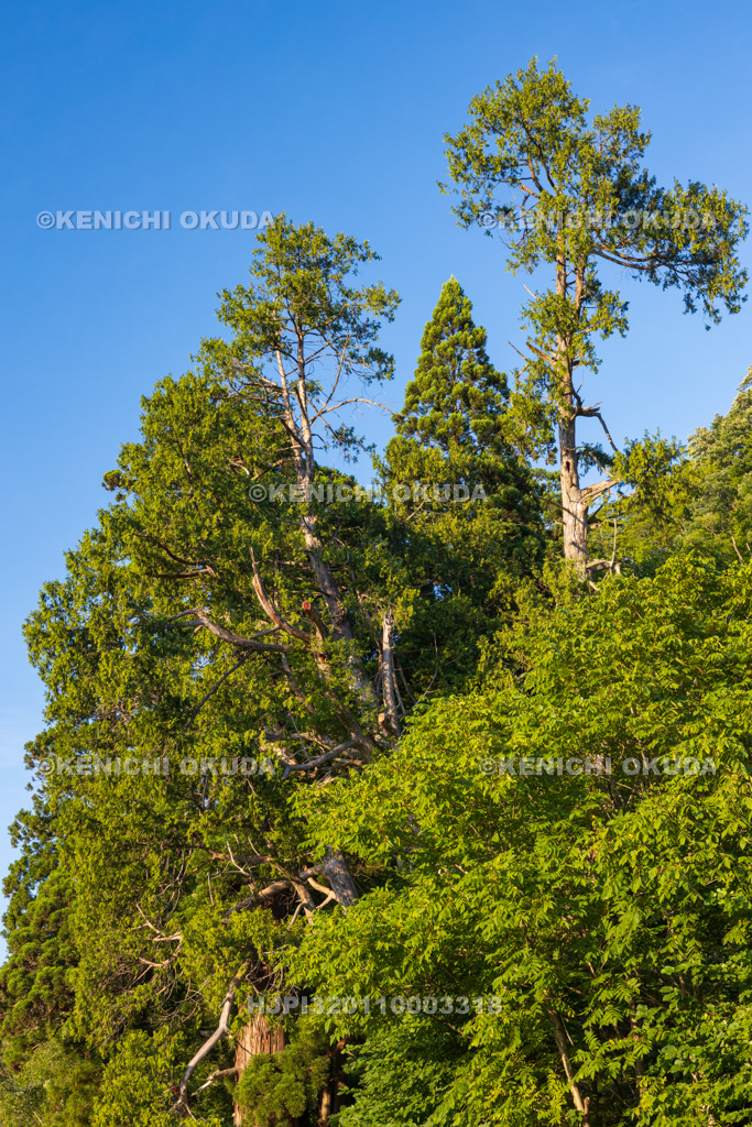 山形県 岩神大権現スギ 岩神大権現のクロベ