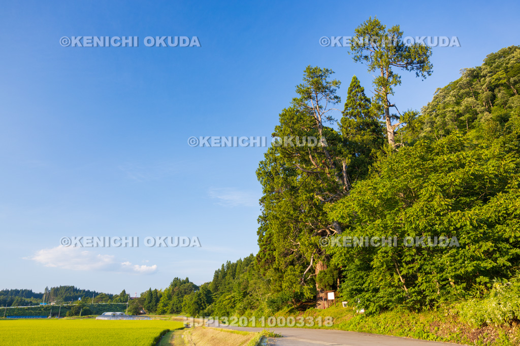 山形県 岩神大権現スギ 岩神大権現のクロベ