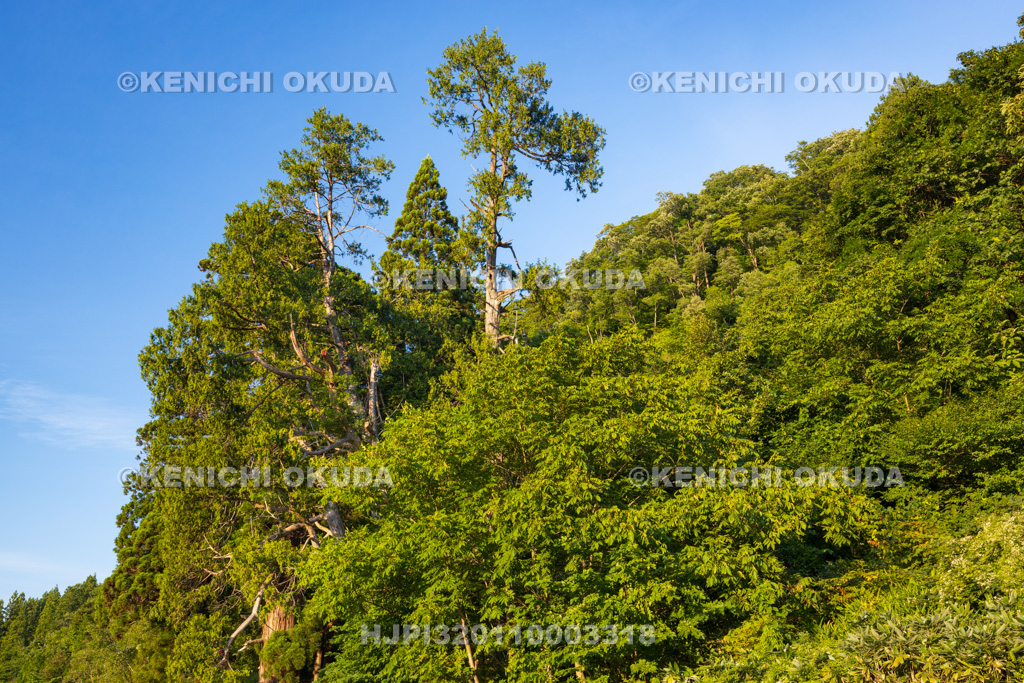 山形県　岩神大権現スギ　岩神大権現のクロベ
